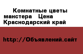 Комнатные цветы манстера › Цена ­ 10 000 - Краснодарский край  »    